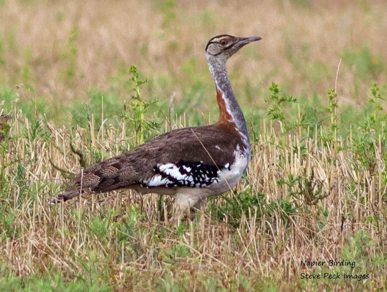 Overberg birding takes flight!