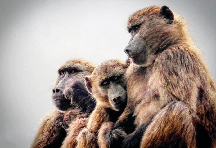A landmark for wildlife