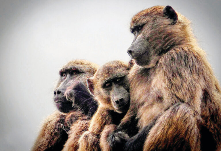 A landmark for wildlife