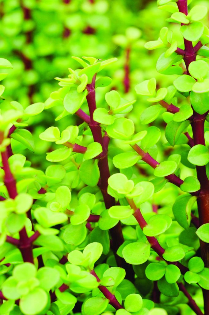 Spekboom: The plant with a big story