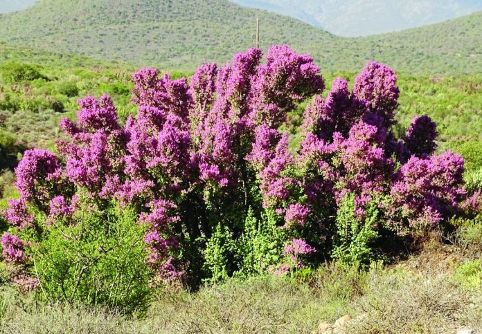 Spekboom: The plant with a big story Spekboom: The plant with a big story