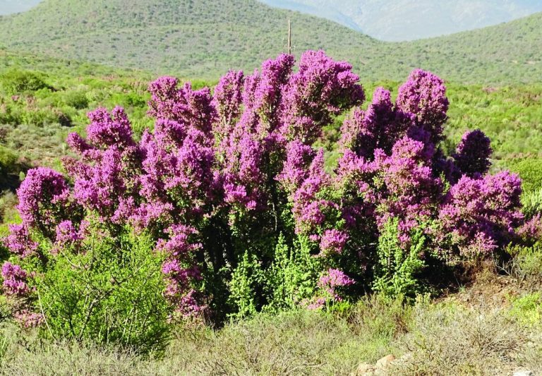 Spekboom: The plant with a big story