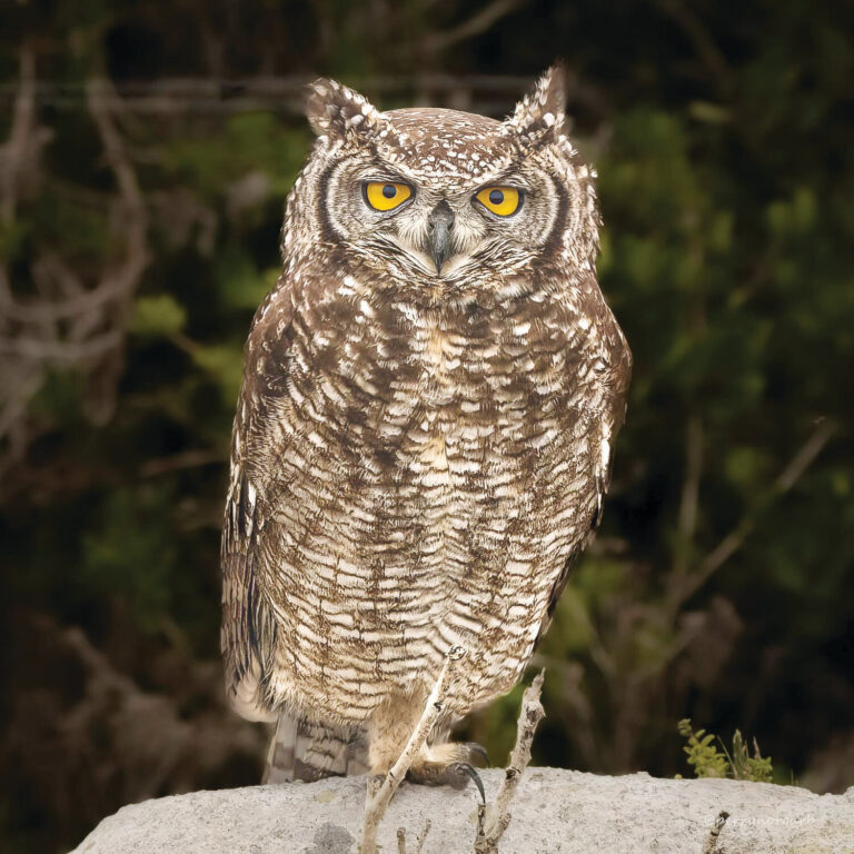 The silent hunters of Hermanus